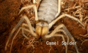 World’s Largest Spiders