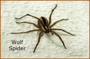 Wolf Spider