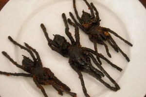 spider food dishes