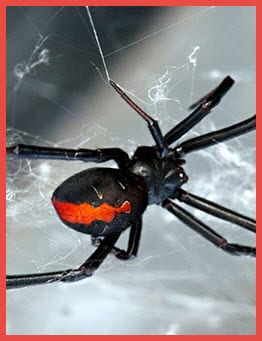 Red Back Spider in Web