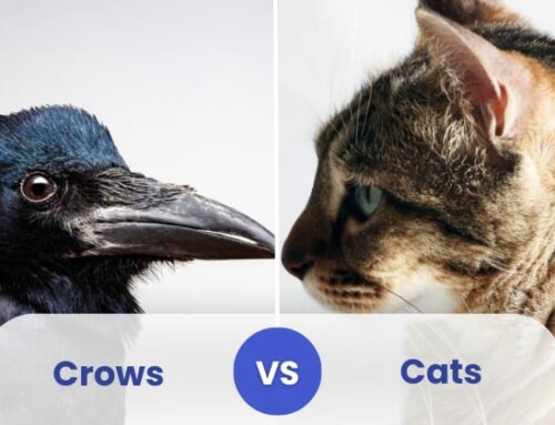 Cats and Crows 2017