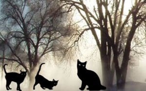 Mysterious Cats: The Truth Behind the Myths