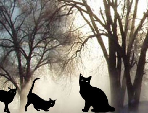 Mysterious Cats