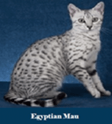 Egyptian Mau Cat