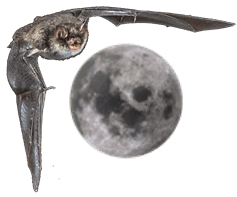 Vampire Bat and the Moon