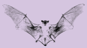 Vampire Bats - Are They Really Monsters? The TRUTH