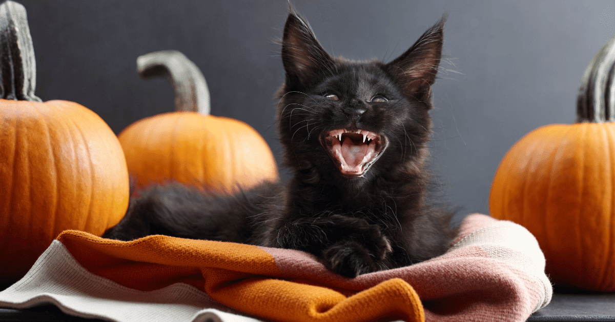 Cultural Folklore and Superstitions
