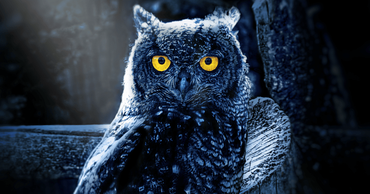 Owls in Pop Culture and Horror
