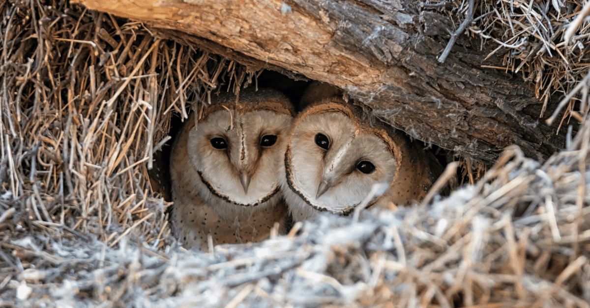 How to Include Owls in Your Halloween Celebration
